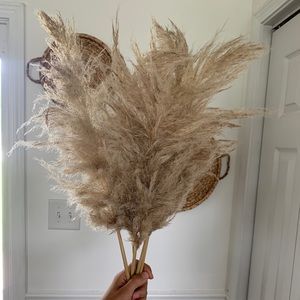 Pampas Grass (preserved)
